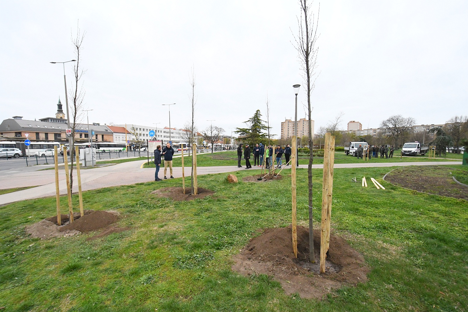 Oszlopos gyertyánokat ültettek az Emerson segítségével a Piac téren